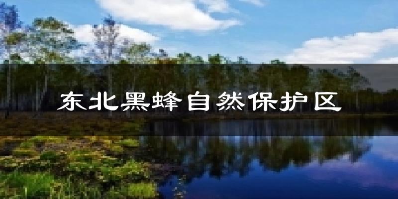 东北黑蜂自然保护区天气预报十五天